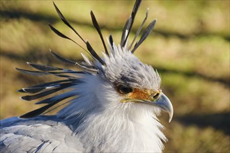 Secretary bird (Sagittarius serpentarius), bird of prey, portrait, close-up, occurring in Africa,