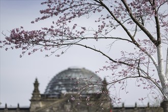 A Japanese flowering cherry blossoms in front of the German Bundestag in Berlin, 27 March 2024.