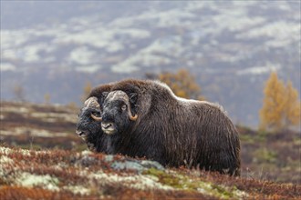 Musk oxen (Ovibos moschatus), standing, young animals, in the rain, autumn tundra, mountains,