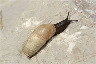 Decollate snail (Rumina decollata), Provence, Southern France