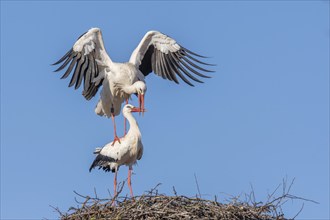 Mating white storks in courtship display (ciconia ciconia) on their nest in spring. Bas Rhin,