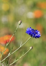 Cornflower (Centaurea cyanus), in flower meadow, North Rhine-Westphalia, Germany, Europe