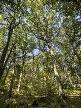 View from below into treetops of deciduous trees Deciduous trees in mixed forest, Germany, Europe