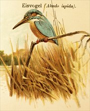 Common kingfisher (Alcedo atthis) Reeds, shore, lake, habitat, historical illustration, World of