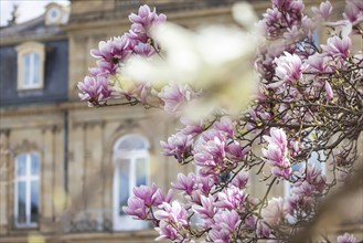 Magnolia blossom, blooming magnolias (Magnolia) in front of the New Palace, Stuttgart,