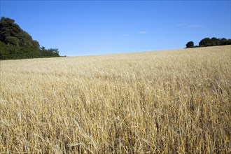 Barley field and blue sky in summer, Shottisham, Suffolk, England, United Kingdom, Europe