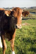 Brown Guernsey cow bullock, Guernsey, Europe