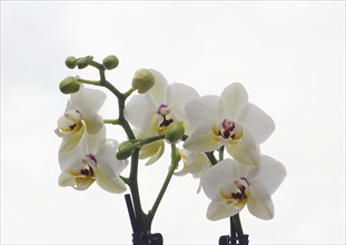 Butterfly orchid (Phalaenopsis), flowers