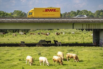 Lorry on the A40 motorway, bridge over the Ruhr and Styrumer Ruhrauen, herd of cattle, dairy cows