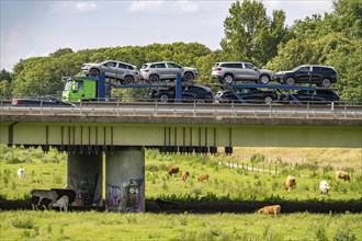 Lorry on the A40 motorway, bridge over the Ruhr and Styrumer Ruhrauen, herd of cattle, dairy cows