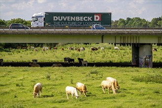 Lorry on the A40 motorway, bridge over the Ruhr and Styrumer Ruhrauen, herd of cattle, dairy cows