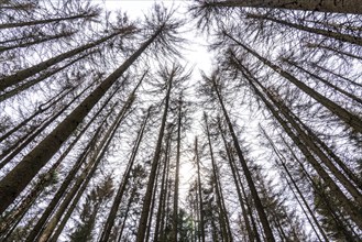 Forest dieback in the Arnsberg Forest nature park Park, over 70 per cent of the spruce trees are