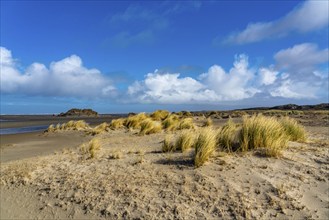 Dune landscape, sand dunes, dune grass in the west of Borkum, island, East Frisia, winter, season,