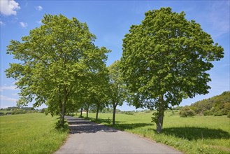 Avenue of large-leaved lindens (Tilia platyphyllos) in Nettersheim, Eifel, Euskirchen district,