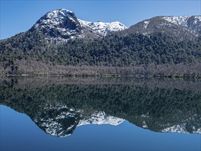 Lake Lago Quilleihue, calm surface, reflections on the water, araucaria trees, Villarica NP near