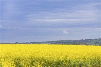 Flowering fields near Karsdorf in the Eastern Ore Mountains, Karsdorf, Saxony, Germany, Europe