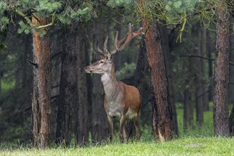 Red deer (Cervus elaphus) stag at forest edge with antlers covered in velvet in late spring