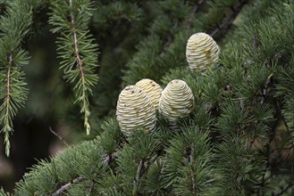 Cones of the Atlas cedar (Cedrus atlantica), France, Europe