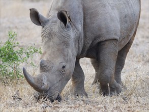 Southern white rhinoceros (Ceratotherium simum simum), adult male feeding on dry grass, with