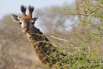 South African giraffe (Giraffa camelopardalis giraffa), young animal feeding on leaves, looking at