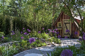 Wooden hut in the garden surrounded by purple flowers and green foliage, a path leads through the