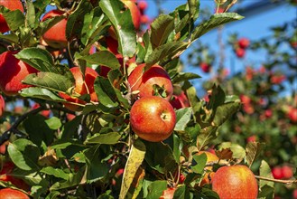 Apple-growing region in the Adige Valley, South Tyrol, large areas under cultivation, in South