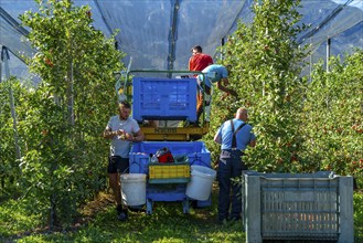 Apple-growing region in the Adige Valley, South Tyrol, large areas under cultivation, in South