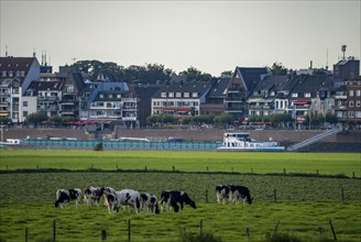 Cargo ship on the Rhine near Emmerich, cows, on pastures, Left bank of the Rhine, Lower Rhine,