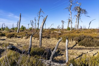 Noir Flohay ghost forest, remnants of a forest fire from 2011 in the High Fens, high moor, in the