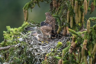 Common kestrel (Falco tinnunculus), young birds not yet ready to fly in the nest,