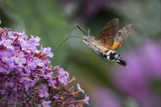 A dove tail (Macroglossum stellatarum) sucking nectar from a purple flower, flying, Hesse, Germany,