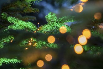 Christmas tree, fairy lights, fir greenery, Germany, Europe