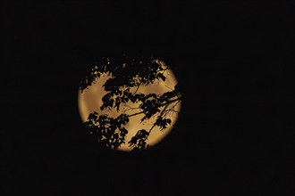 A super moon shines over the Tiergarten in Berlin, 19.08.2024