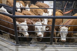 Oklahoma City, Oklahoma, Cattle are auctioned at the Oklahoma National Stockyards. Since it was