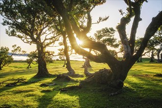 Centuries-old til trees in fantastic magical idyllic Fanal Laurisilva forest on sunset. Madeira