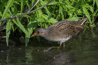 Spotted crake (Porzana porzana, Ortygometra porzana) foraging in marshland in summer