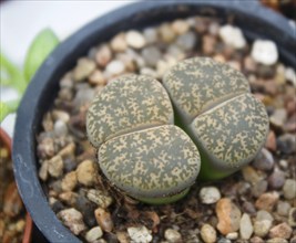 Beautiful succulent plant in greenhouse. Closeup, floral patterns, selective focus