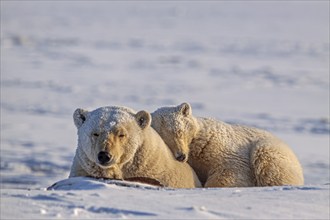 Polar bears (Ursus maritimus), polar bear mother and young sleeping in the snow, Kaktovik, Arctic