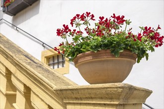 A flower pot with red geraniums stands on a railing of a stone staircase in the sunshine,