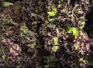 Several heads of lettuce Lollo Rosso (Lactuca sativa) unpacked in bulk Display by retail wholesaler