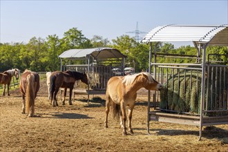 Horses in the paddock