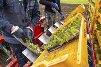 Lettuce plants, in press pots, they are planted in a field with a planting machine, agriculture,