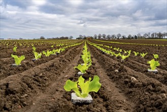 Lettuce plants, in press pots, they are planted in a field with a planting machine, agriculture,