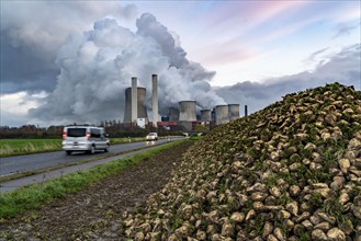 Sugar beet harvest, at the lignite-fired power station, RWE Power AG Niederaußem power station,