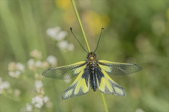 Owly sulphur Ascalaphe (Libelloides coccajus) in a meadow in spring. Kaiserstuhl, Emmendingen,