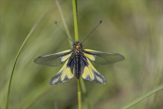 Owly sulphur Ascalaphe (Libelloides coccajus) in a meadow in spring. Kaiserstuhl, Emmendingen,