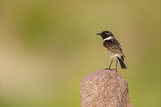 Stonechat, (Saxicola torquata), foraging, male, Eich, Rhineland-Palatinate, Germany, Europe