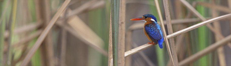 Crested Kingfisher, Corythohrnis cristatus, (Alcedo cristata), Kingfisher family, Malachite