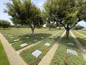 Olive trees (Olea europaea) stand between cast shadows on rows of grave slabs Gravestones Graves of