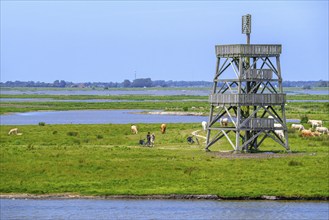 Observation tower at Plan Tureluur, nature reserve near Kerkwerwe on the island Schouwen-Duiveland,